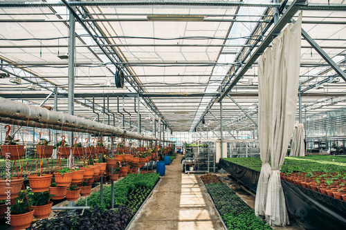 Modern hydroponic greenhouse nursery or glasshouse  industrial horticulture  cultivation of seedlings technology