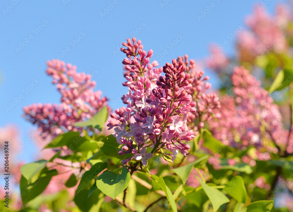 Obraz premium Flowering lilac bush.