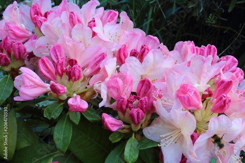 Fleurs rose de rhododendron variété Percy Wiseman gros plan photo
