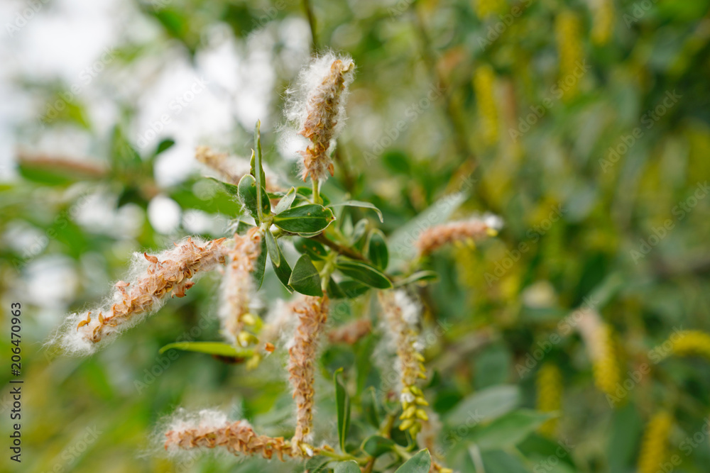 Willows blooms. Fluff on the willow. Summer allergy Willows blooms. Fluff on the willow. Summer allergy