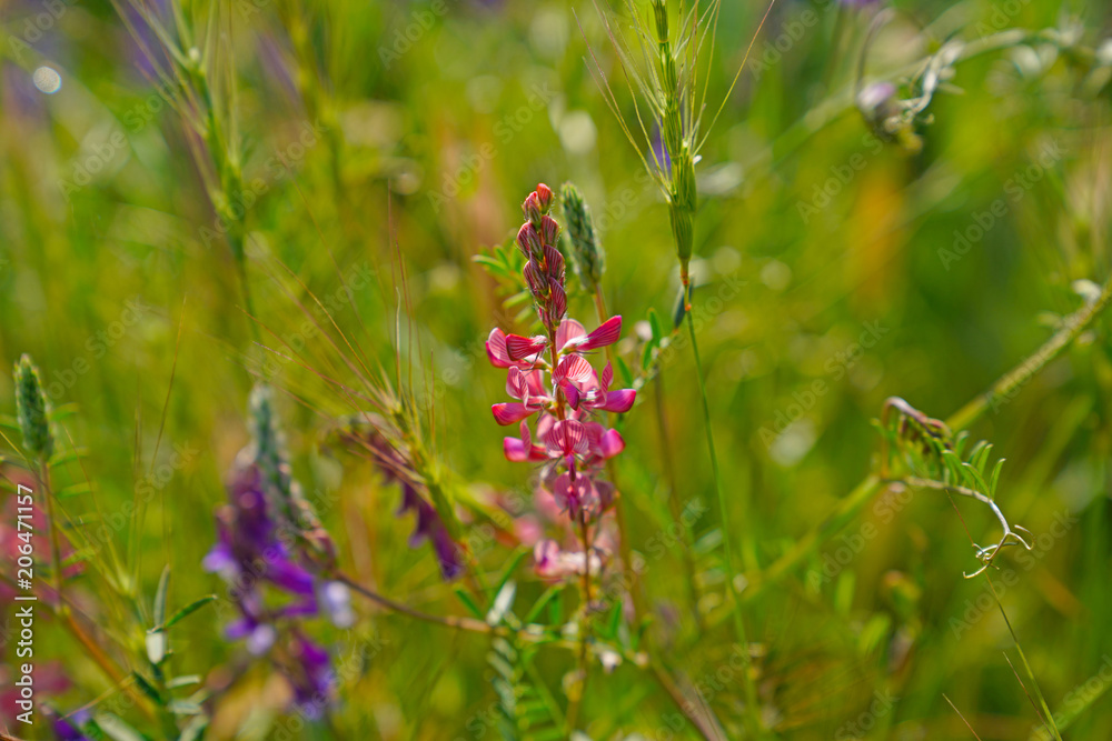 Pink lupines flowers in summer garden or park, outdoor floral nature background Pink lupines flowers in summer garden or park, outdoor floral nature background