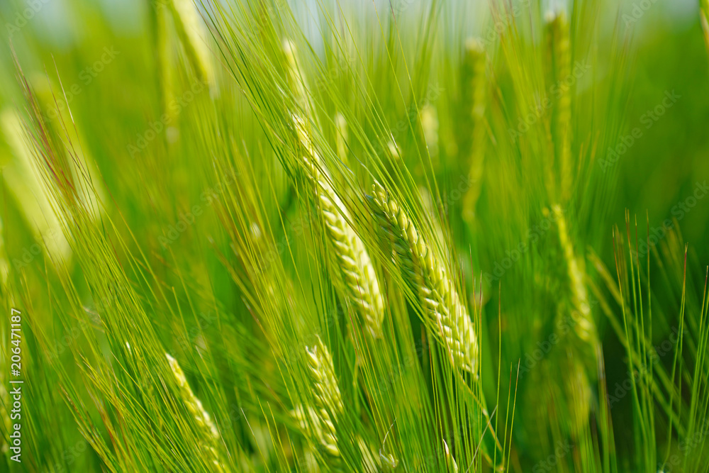 Green wheat in the field. Green wheat in the field.