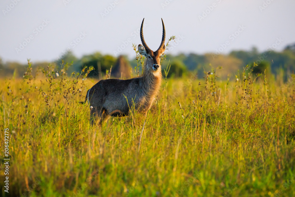 Fototapeta premium Waterbuck antelope in Liwonde N.P. - Malawi