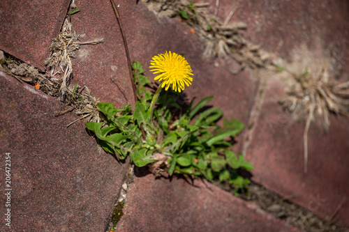 photo shows some weeds growing on a courtyard dandelion and grass  photo