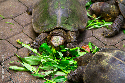 Turtles, Malaysia