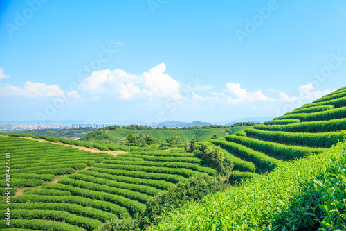 Green tea garden on the hill china