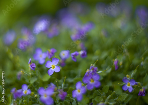 Violet flowers on a meadow with a blurred background and bokeh