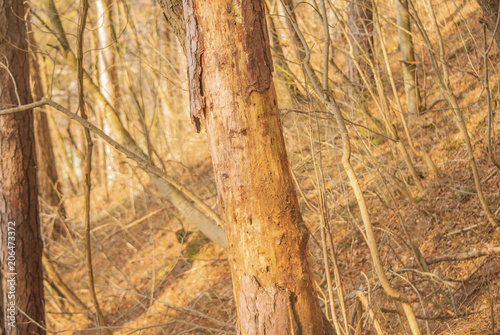 Pine tree infested with some kind of tree disease.