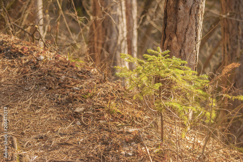 Young small spruce tree on edge of forest path.