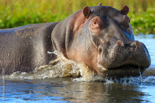 Hippopotamus (Hippos) in Liwonde N.P. - Malawi