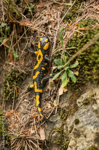 a black yellow spotted fire salamander. (Salamandra salamandra)