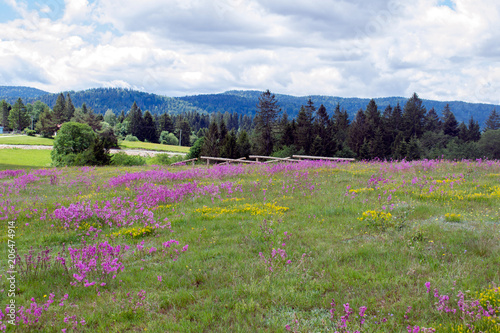 Flowers on a meadow as a background