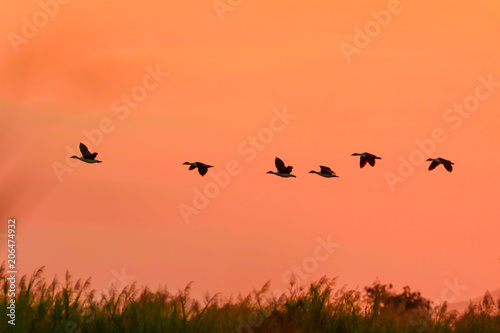 Flying ducks in Liwonde N.P. - Malawi