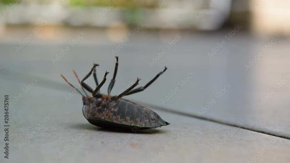 stink bug overturn on ground