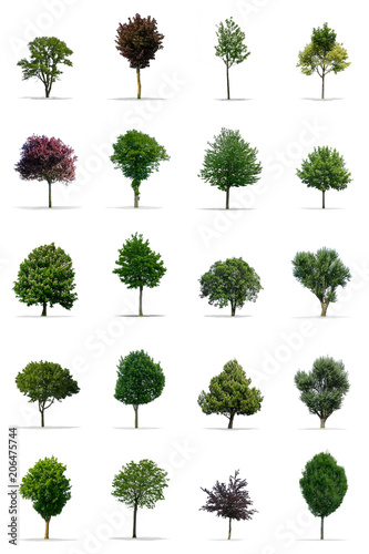 Collection of trees on white Background in high resolution