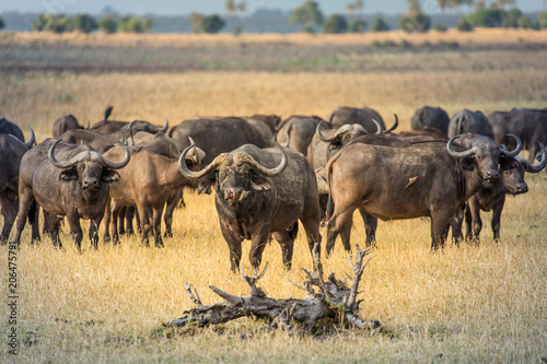 Fototapeta Naklejka Na Ścianę i Meble -  Buffalos in Liwonde N.P. - Malawi