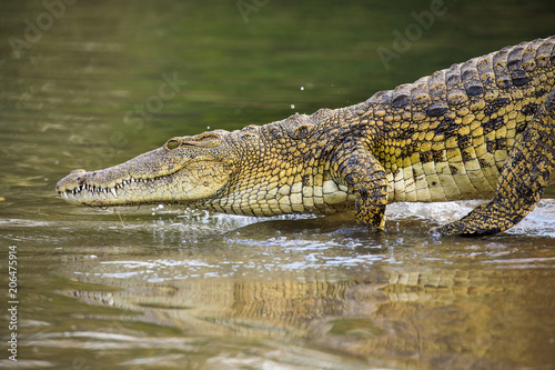 Crocodile in Liwonde N.P. - Malawi
