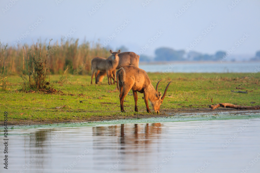Fototapeta premium Waterbuck antelope in Liwonde N.P. - Malawi