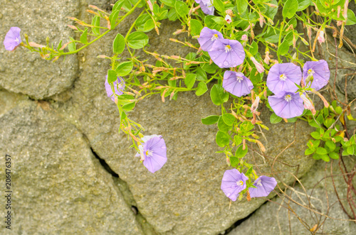 Ground Morning Glory (Convolvulus mauritanicus) is a trailing low grower with a profusion of funnel-shaped lavender to violet-blue flowers. Excellent for rock gardens, groundcover in hot sunny areas. photo