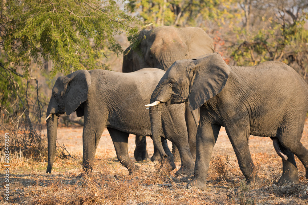 Elephants herd in Liwonde N.P. - Malawi