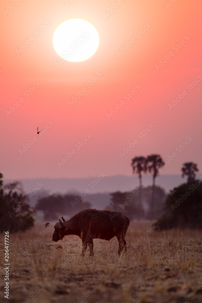 Buffalos at sunset in Liwonde N.P. - Malawi