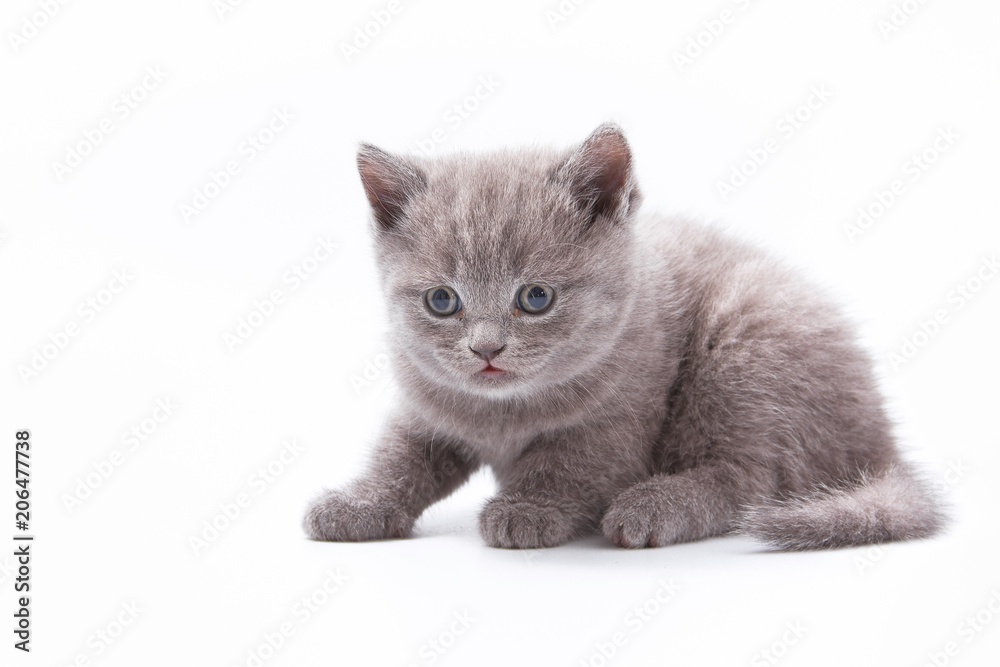 little beautiful funny kittens on a white background. little beautiful funny kittens on a white background.