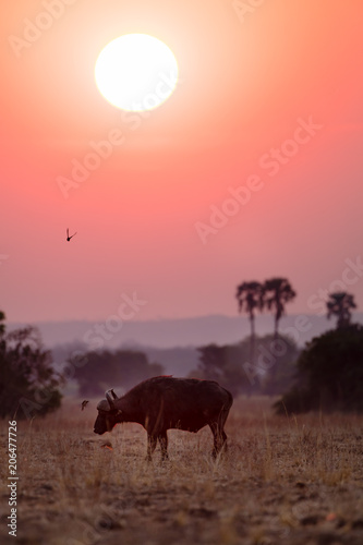 Fototapeta Naklejka Na Ścianę i Meble -  Buffalos at sunset in Liwonde N.P. - Malawi