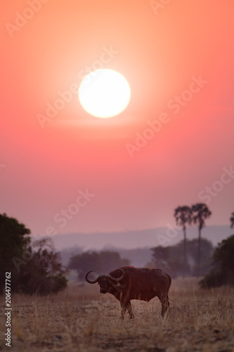 Buffalos at sunset in Liwonde N.P. - Malawi