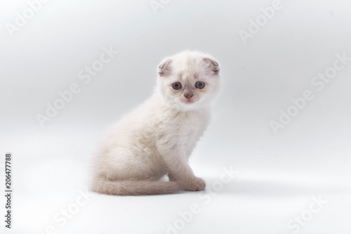 little beautiful funny kittens on a white background. © makam1969