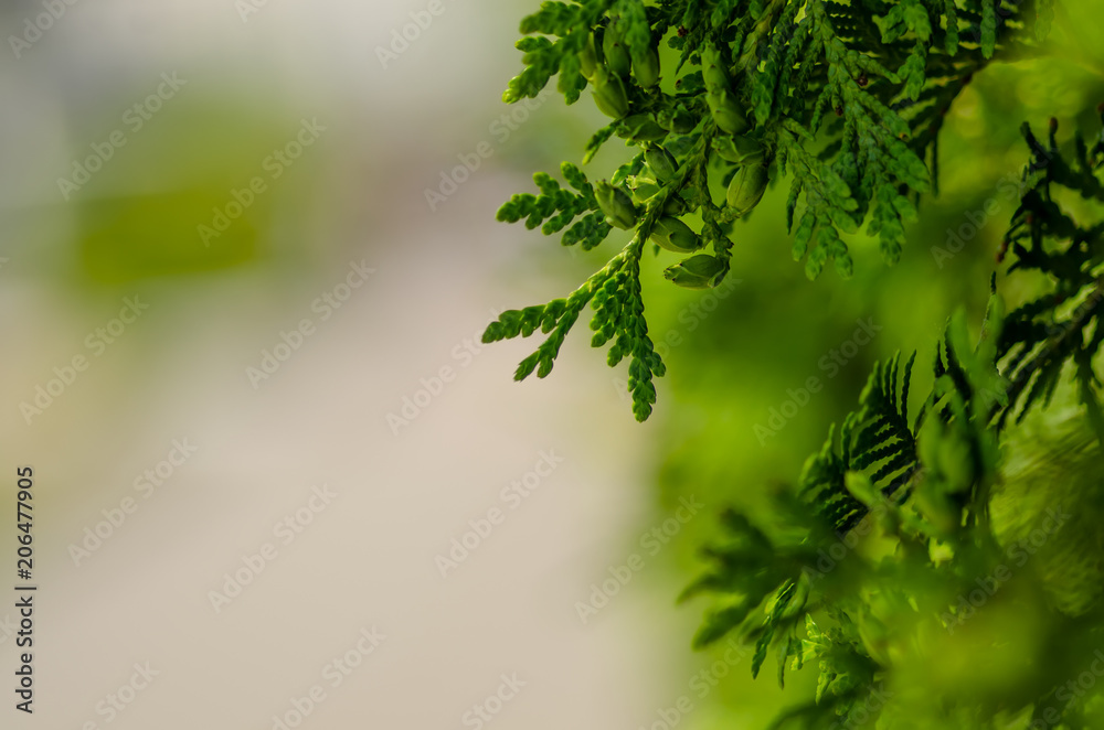 Green leaves bush tree nature blur background Green leaves bush tree nature blur background