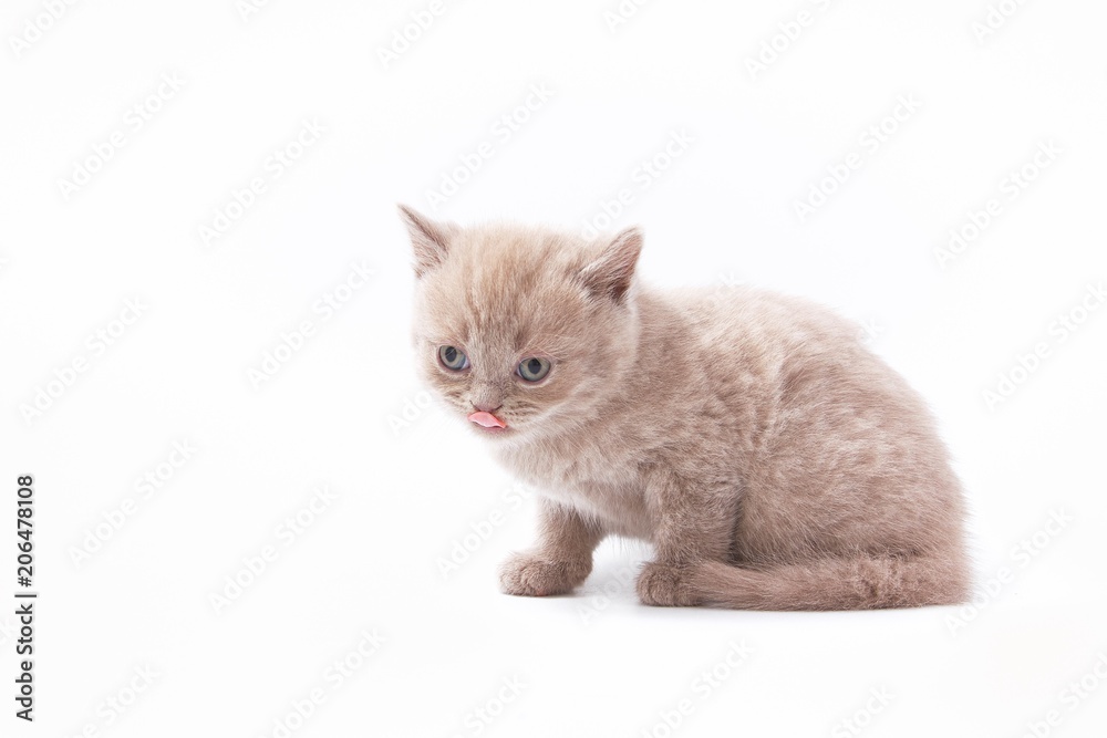 little beautiful funny kittens on a white background. little beautiful funny kittens on a white background.