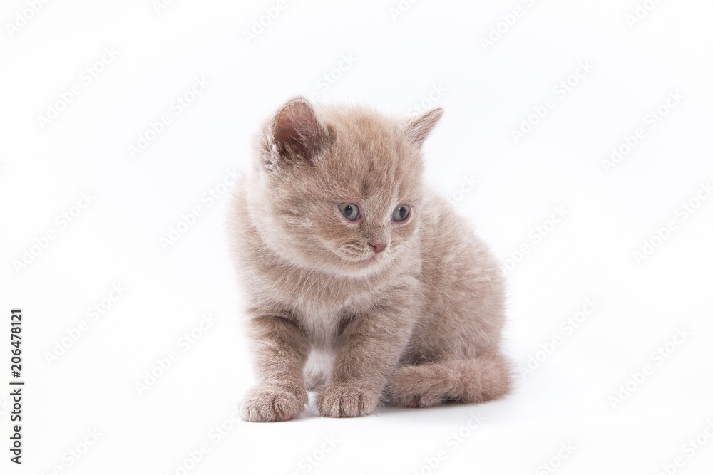 Fototapeta premium little beautiful funny kittens on a white background.