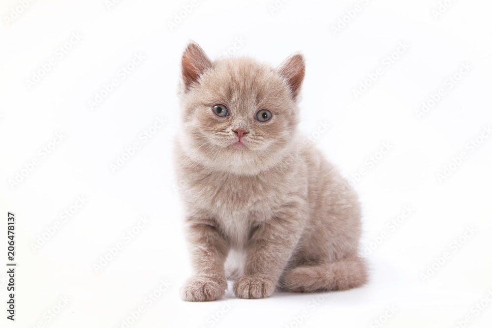 little beautiful funny kittens on a white background.