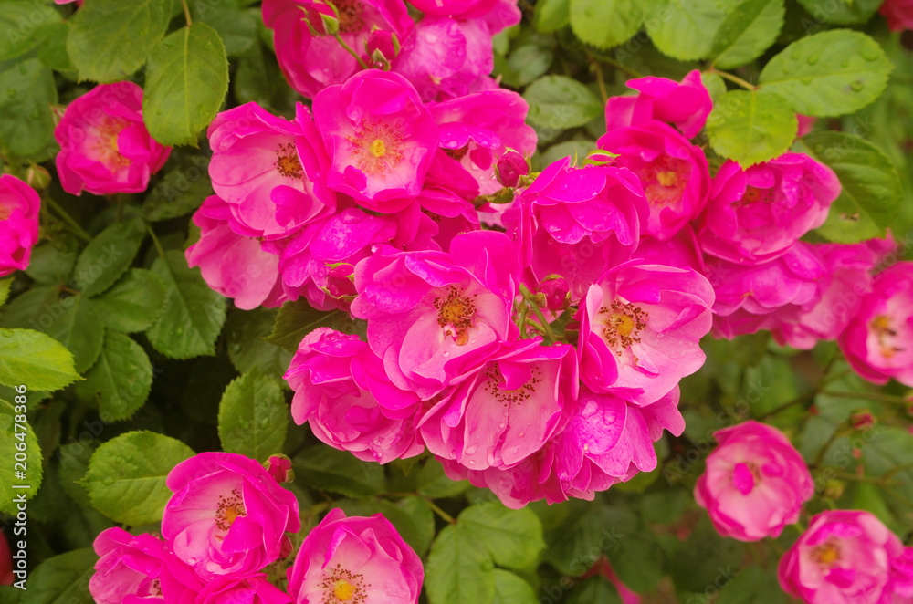 Beautiful climbing Rose Angela (Rosa Angela) is a hybrid floribunda rose cultivars ,has a fragrant soft large clusters of delicate cupped blooms in deep pink color and light pink in the center.