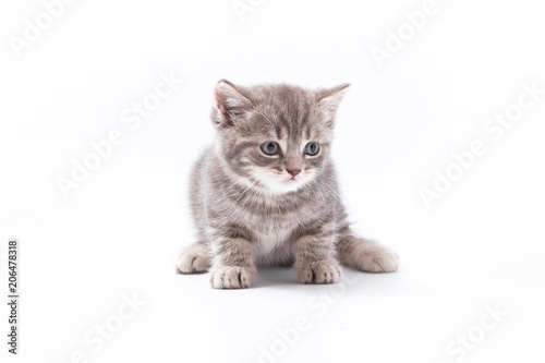 little beautiful funny kittens on a white background.