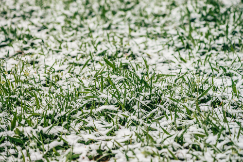 Green grass on lawn, covered with white snow. Crystals of ice on plants. Unexpected snow in springtime. Spring anomaly. Weather phenomenon.
