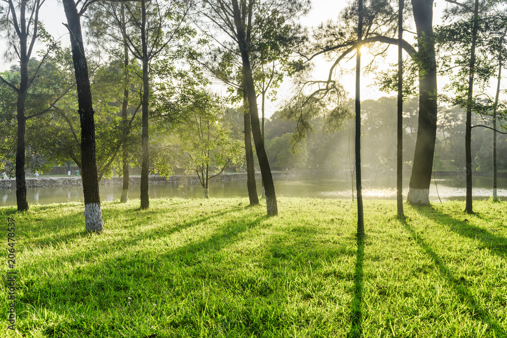 Scenic shadows of trees on green grass in park Scenic shadows of trees on green grass in park