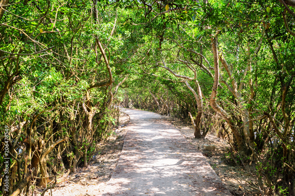 Scenic shady path through mangrove forest. Amazing green woods Scenic shady path through mangrove forest. Amazing green woods