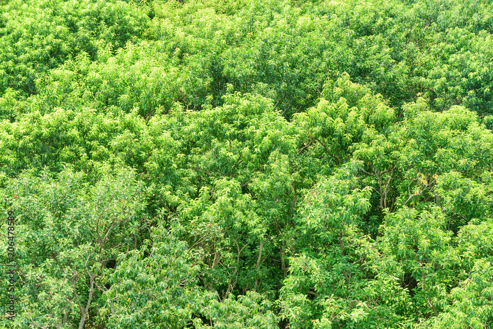 Scenic top view of mangrove forest. Bright green foliage