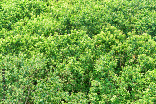 Scenic top view of mangrove forest. Bright green foliage