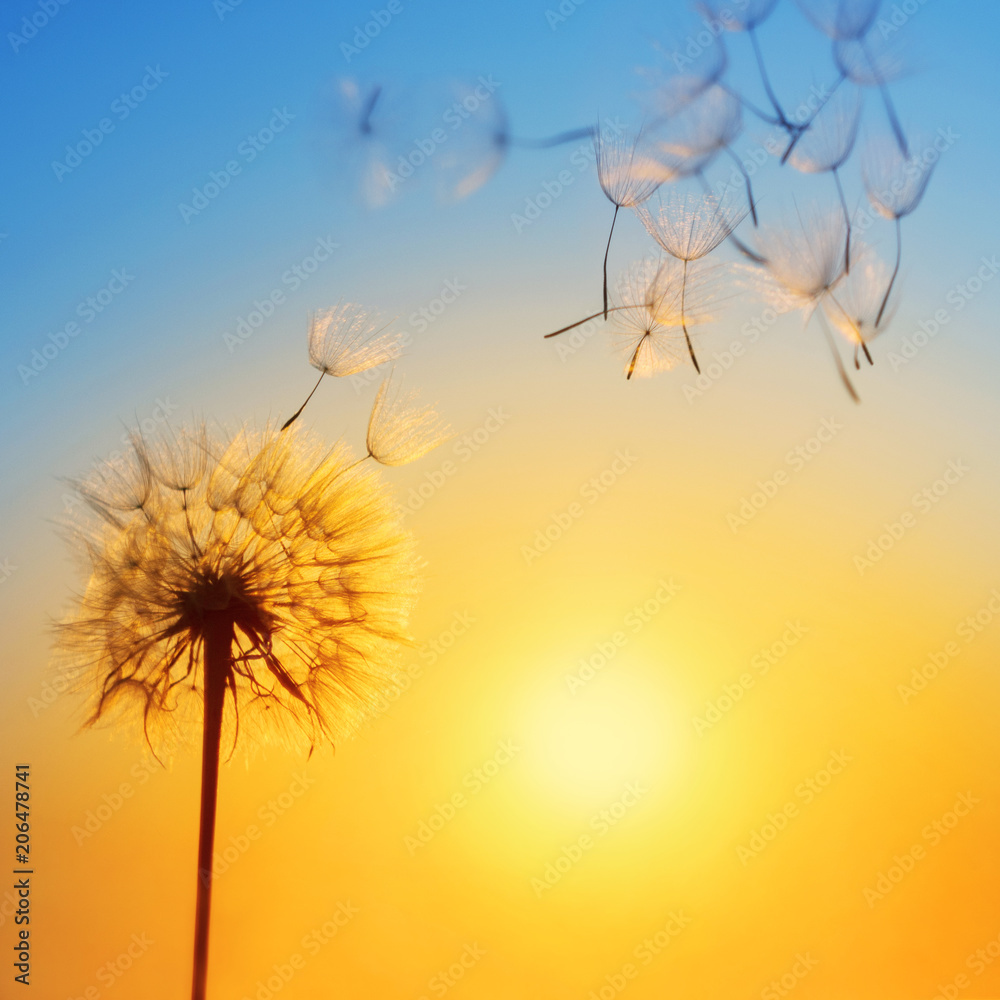 Silhouette of dandelion against the backdrop of the setting sun. Macro photography with place for text. Summer concept.