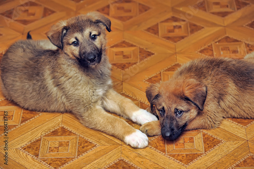 two brown puppy mongrel lying on the floor photo