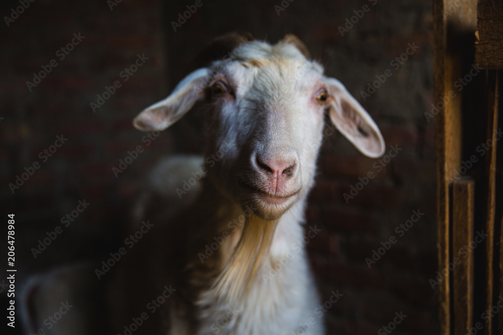 Obraz premium goat with kids in the village
