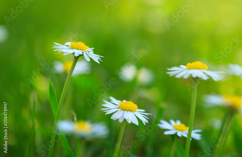 Fototapeta Naklejka Na Ścianę i Meble -  White daisies closeup.