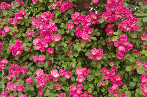 Beautiful climbing Rose Angela  Rosa Angela  is a hybrid floribunda rose cultivars  has a fragrant soft large clusters of delicate cupped blooms in deep pink color and light pink in the center.