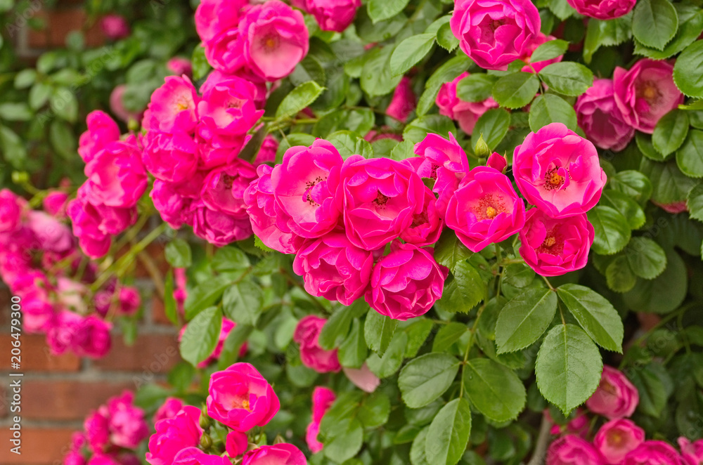 Beautiful climbing Rose Angela (Rosa Angela) is a hybrid floribunda rose cultivars ,has a fragrant soft large clusters of delicate cupped blooms in deep pink color and light pink in the center.