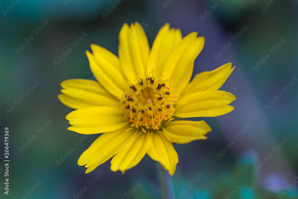 flower, yellow, nature, garden, plant, summer, macro, petal, green, flowers, blossom, spring, bloom, floral, daisy, flora, petals, close-up, beauty, beautiful, field, sun, bright flower, yellow, nature, garden, plant, summer, macro, petal, green, flowers, blossom, spring, bloom, floral, daisy, flora, petals, close-up, beauty, beautiful, field, sun, bright