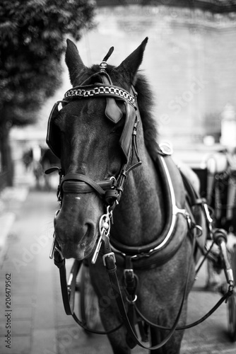 Seville Horse Carriage © ignacio