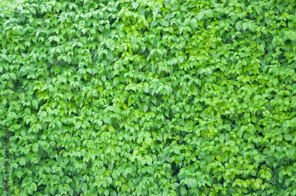 green texture nature tree leaves