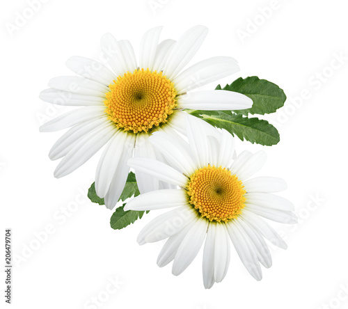 Daisy flowers isolated with leaves on white background